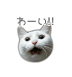 ゆずもも＊猫スタンプ2（個別スタンプ：1）