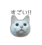 ゆずもも＊猫スタンプ2（個別スタンプ：2）