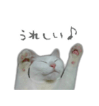 ゆずもも＊猫スタンプ2（個別スタンプ：5）