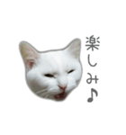 ゆずもも＊猫スタンプ2（個別スタンプ：6）