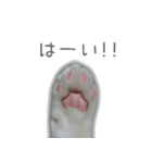 ゆずもも＊猫スタンプ2（個別スタンプ：8）