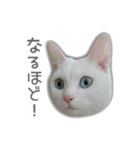 ゆずもも＊猫スタンプ2（個別スタンプ：10）