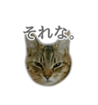 ゆずもも＊猫スタンプ2（個別スタンプ：11）