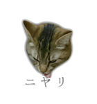 ゆずもも＊猫スタンプ2（個別スタンプ：12）