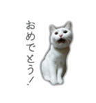 ゆずもも＊猫スタンプ2（個別スタンプ：14）