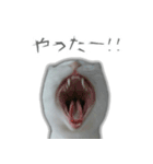 ゆずもも＊猫スタンプ2（個別スタンプ：15）