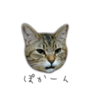 ゆずもも＊猫スタンプ2（個別スタンプ：18）
