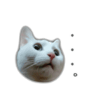 ゆずもも＊猫スタンプ2（個別スタンプ：19）