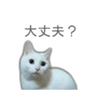 ゆずもも＊猫スタンプ2（個別スタンプ：20）