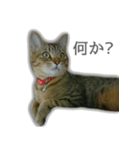 ゆずもも＊猫スタンプ2（個別スタンプ：21）