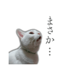 ゆずもも＊猫スタンプ2（個別スタンプ：22）