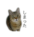 ゆずもも＊猫スタンプ2（個別スタンプ：23）