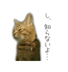 ゆずもも＊猫スタンプ2（個別スタンプ：24）