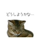 ゆずもも＊猫スタンプ2（個別スタンプ：25）