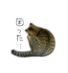 ゆずもも＊猫スタンプ2（個別スタンプ：26）