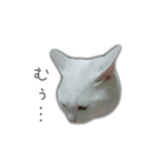 ゆずもも＊猫スタンプ2（個別スタンプ：27）