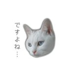 ゆずもも＊猫スタンプ2（個別スタンプ：28）