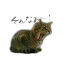 ゆずもも＊猫スタンプ2（個別スタンプ：29）