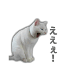 ゆずもも＊猫スタンプ2（個別スタンプ：30）