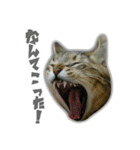 ゆずもも＊猫スタンプ2（個別スタンプ：31）