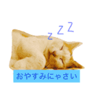 みーちゃんと仲間達（個別スタンプ：1）