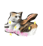 みーちゃんと仲間達（個別スタンプ：5）