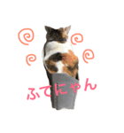 みーちゃんと仲間達（個別スタンプ：7）
