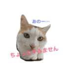 みーちゃんと仲間達（個別スタンプ：8）