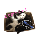 みーちゃんと仲間達（個別スタンプ：14）