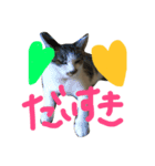 愛ネコ 愛猫（個別スタンプ：1）