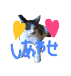 愛ネコ 愛猫（個別スタンプ：3）