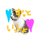 愛ネコ 愛猫（個別スタンプ：4）