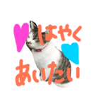 愛ネコ 愛猫（個別スタンプ：5）