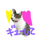 愛ネコ 愛猫（個別スタンプ：6）