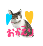 愛ネコ 愛猫（個別スタンプ：7）