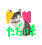 愛ネコ 愛猫（個別スタンプ：8）