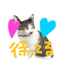 愛ネコ 愛猫（個別スタンプ：9）