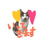 愛ネコ 愛猫（個別スタンプ：10）