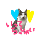 愛ネコ 愛猫（個別スタンプ：11）
