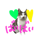 愛ネコ 愛猫（個別スタンプ：12）