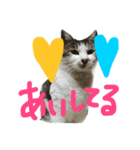 愛ネコ 愛猫（個別スタンプ：13）
