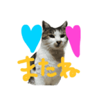 愛ネコ 愛猫（個別スタンプ：14）