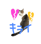 愛ネコ 愛猫（個別スタンプ：16）