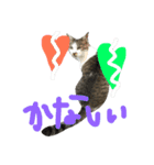 愛ネコ 愛猫（個別スタンプ：17）