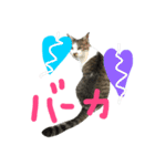 愛ネコ 愛猫（個別スタンプ：18）