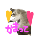 愛ネコ 愛猫（個別スタンプ：19）