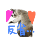 愛ネコ 愛猫（個別スタンプ：20）