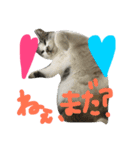 愛ネコ 愛猫（個別スタンプ：21）
