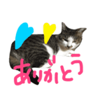 愛ネコ 愛猫（個別スタンプ：22）