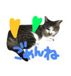 愛ネコ 愛猫（個別スタンプ：23）
